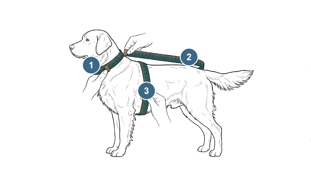 Ilustración de un perro que muestra dónde medir cuello, espalda y pecho